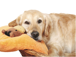 Cognitive Dysfunction In Dogs And Cats