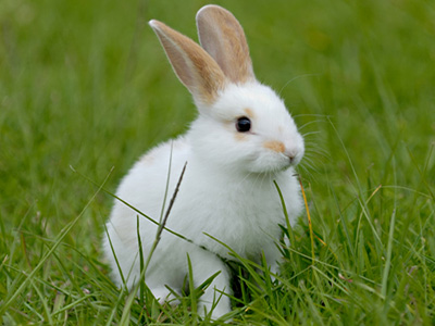 Neutering Your Female Rabbit - Spay
