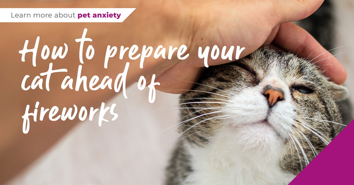 How to prepare your cat ahead of fireworks in Kent