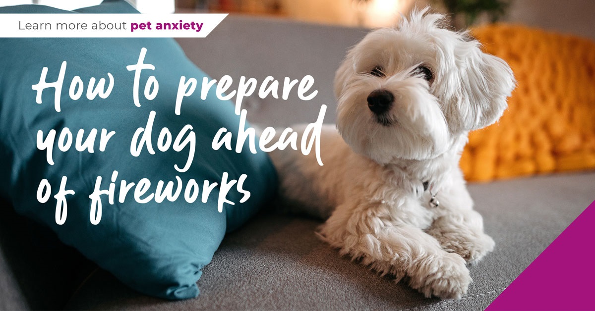 How to prepare your dog ahead of fireworks in Kent