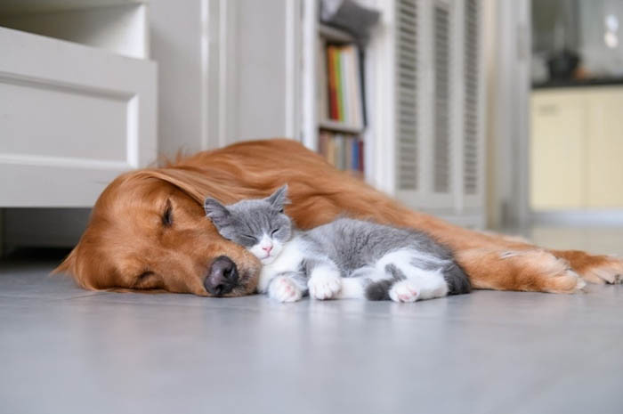 Cat & dog sleeping on floor