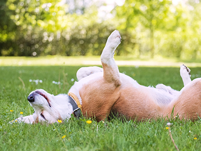 Essential summer safety tips for keeping your pets healthy and happy