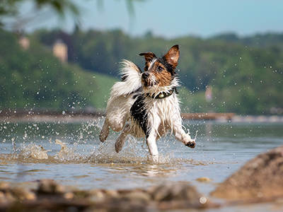 Saltwater poisoning in dogs: Symptoms to look out for