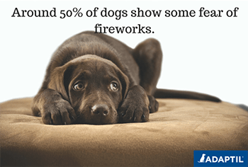 Fireworks - Keep them calm!