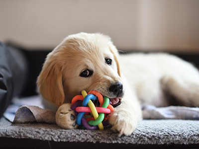 7 Behaviours to Look Out for in a New Puppy