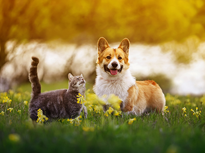 Common allergies in pets (what to look out for)