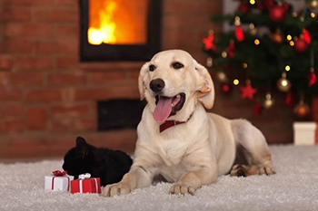 What's on your pet's Christmas list this year?