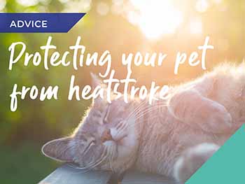 Vets in Lydd advice on how to protect your pet from the sun