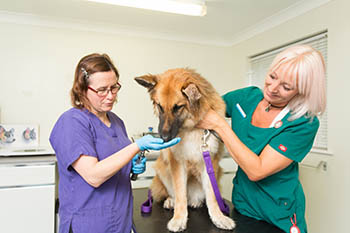 Katherine Butler – RVN – Head Veterinary Nurse