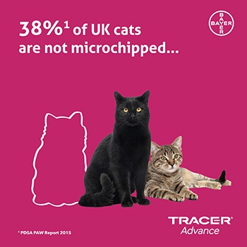 Cat Chat - National Microchipping Month