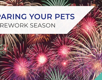 Preparing your pets for firework season in Kent