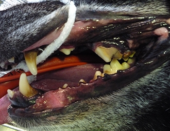 Diseased teeth (2)