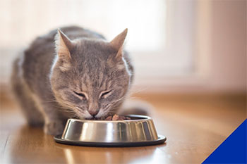 Nutritional advice for dogs and cats