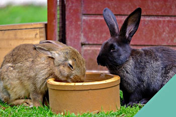 Rabbit Dental Care