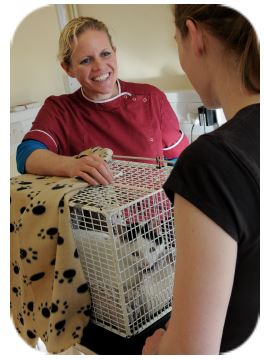 Cat Friendly Clinic - Bringing Your Cat To The Vets