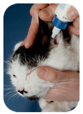 Cat Friendly Clinic - Giving Skin, Ear Or Eye Drops/Ointment
