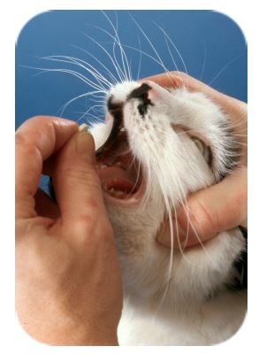 Cat Friendly Clinic - Giving Tablets To Your Cat