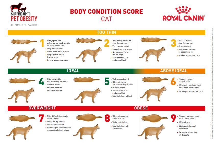 Body Condition Score For Cats