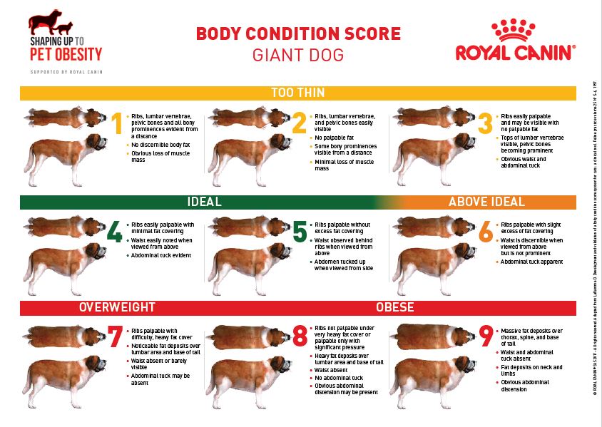 Body Condition Score For Dogs