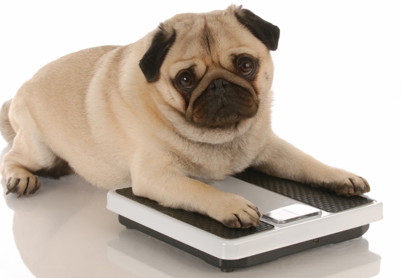 Pet Obesity and Weight Management