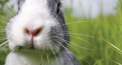 Abscesses In Rabbits