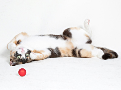 Caring For Your Kitten