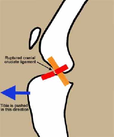 Cranial Cruciate Ligament (CCL) Disease