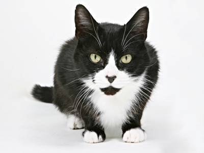 Cleaning Urine And Faeces Marks In The Home