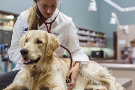 Hypothyroidism In Dogs