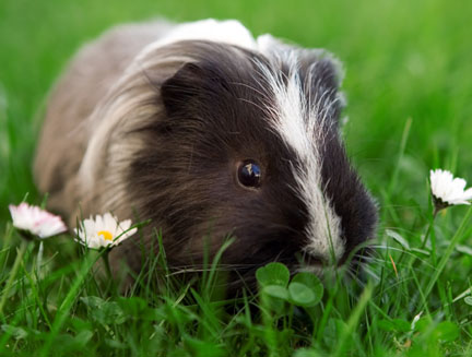 Looking after Guinea Pigs