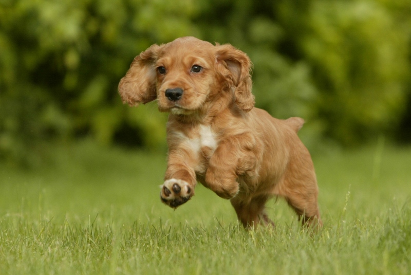 Toilet Training Your Puppy