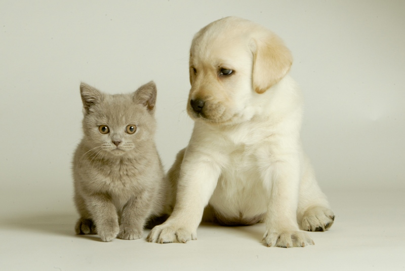 Types of Pet Insurance