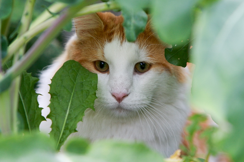 Cats - Improving The Outdoor Environment