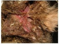 Rabbit flystrike home treatment outlet