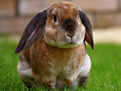 Neutering Your Male Rabbit - Castration