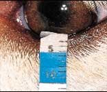 Dry Eye (Keratoconjunctivitis Sicca KCS)