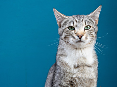 Vaccinating Your Older Cat