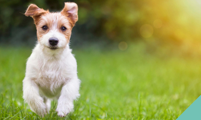 Protect your pet against Kennel Cough 