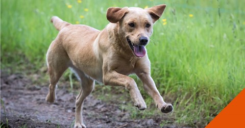 How to help your itchy dog in Ashford