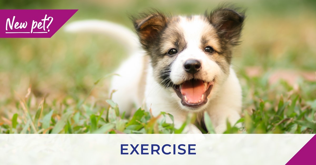 Vets in Rye discuss exercising your puppy and kitten 