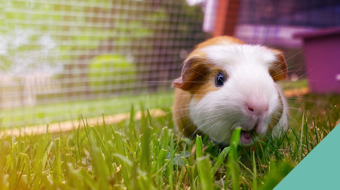 Hawkhurst Vets advice on guinea pig space requirements