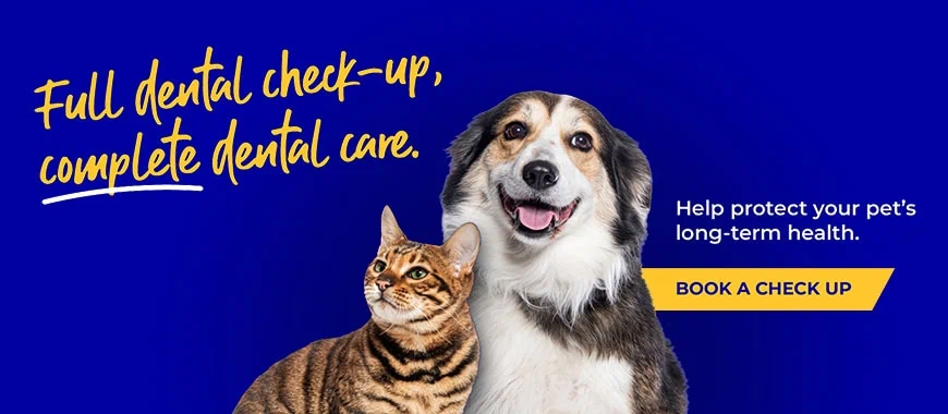 Cinque Ports Vets is a veterinary practice with 6 branches in Kent