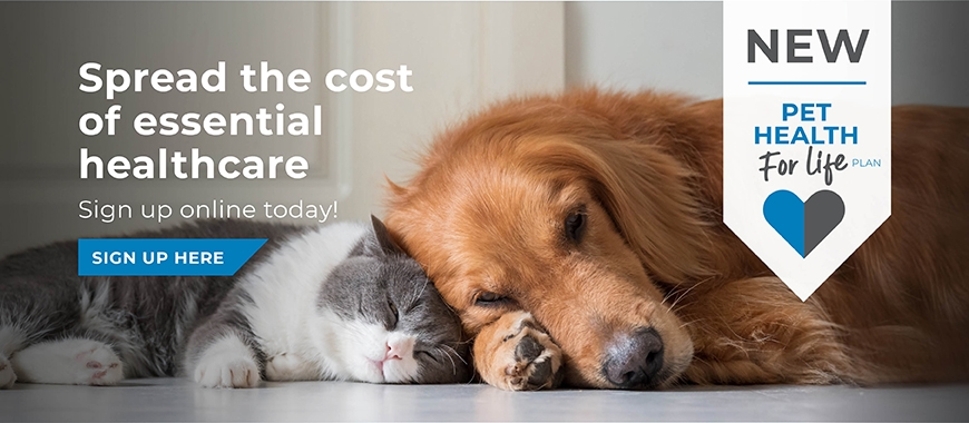 Cinque Ports Vets Is A Veterinary Practice With 6 Branches In Kent