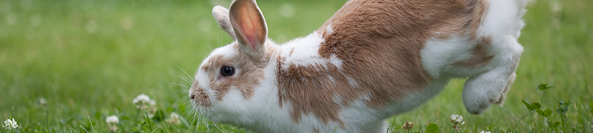 Pet Healthcare Plan for Rabbits