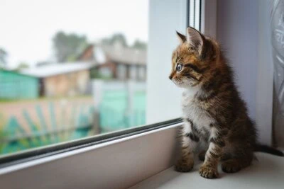 kitten looking out a window