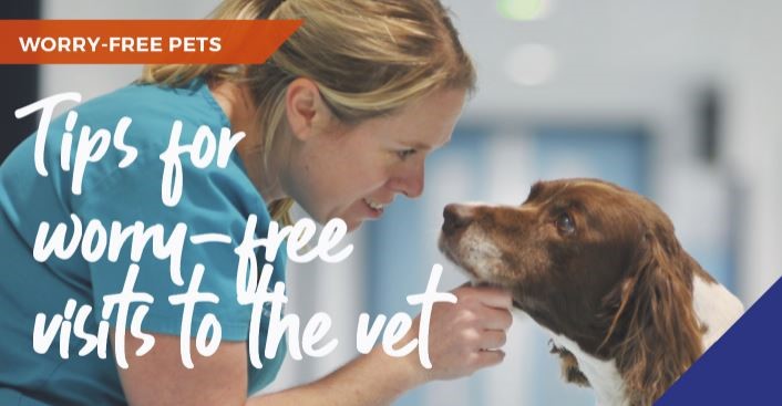 Tips for worry-free visits to Cinque Ports Vets
